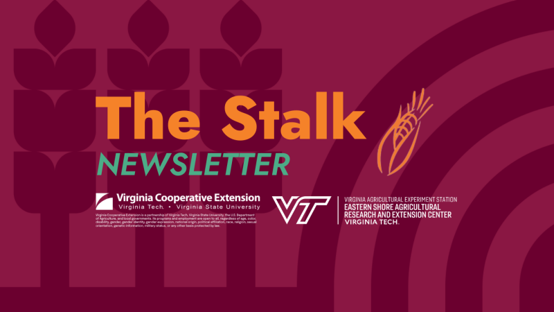 The Stalk Newsletter flier